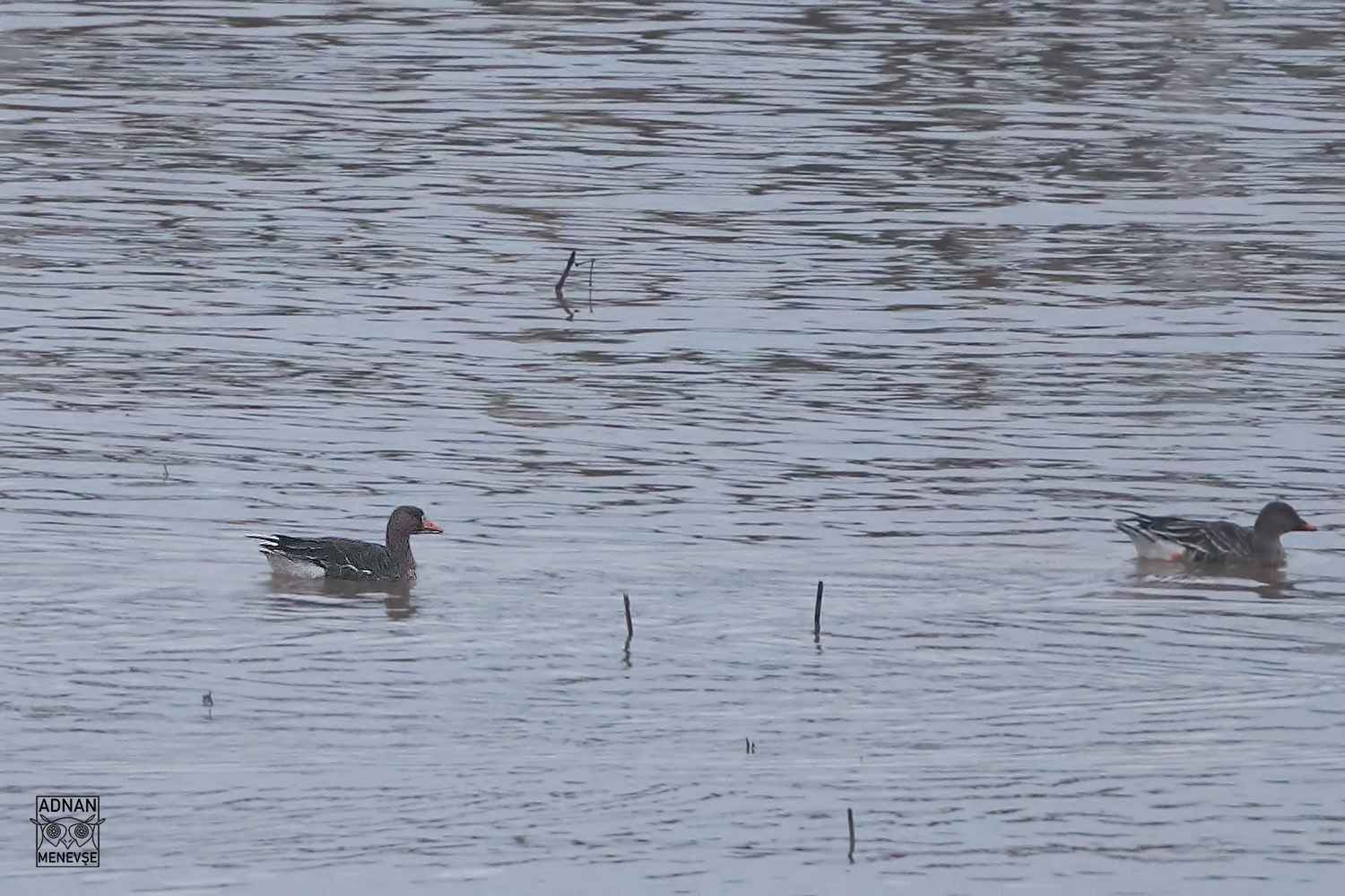 Lesser White-fronted Goose